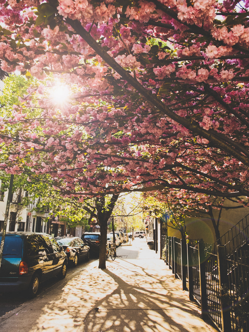 Blommande äppelträd i The Big Apple (Canvastryck 75cm x 100cm)