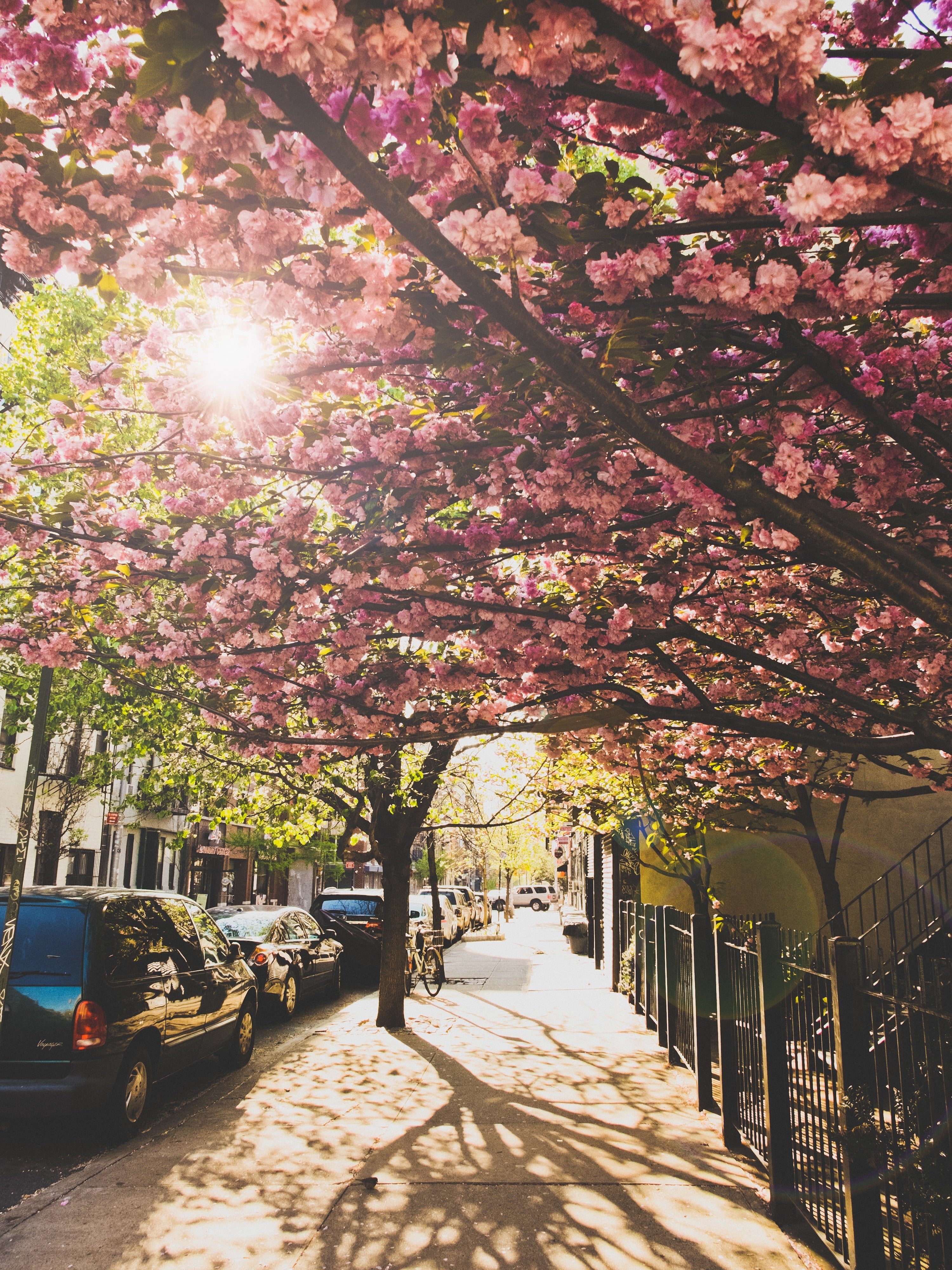 Blommande äppelträd i The Big Apple (Canvastryck 75cm x 100cm)